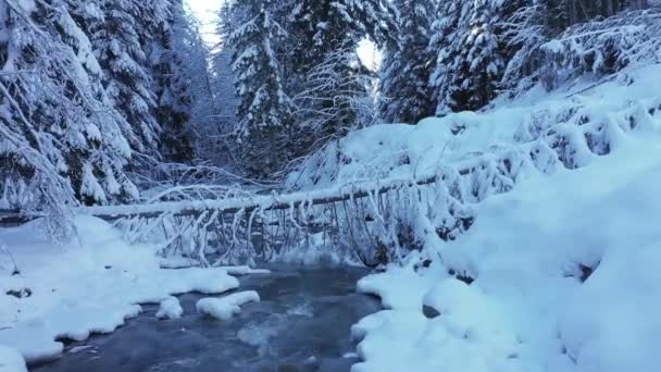 雪とモミの木と美しい山の冬の森のストリームに沿ってスローモーション ウクライナ カルパティア人 — ストック動画