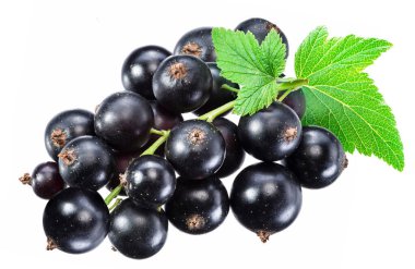 Beyaz arka planda yeşil yapraklı olgun kuşüzümü dalı. Makro çekim.