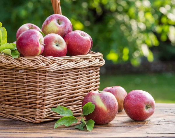 Zralá Jablka Proutěném Košíku Ekologická Sklizeň Ovoce Sadové Zahradě — Stock fotografie