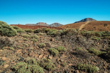 Teide Ulusal Parkı 'nın eşsiz manzarası ve Teide Volkan Tepesi manzarası. Tenerife Adası.