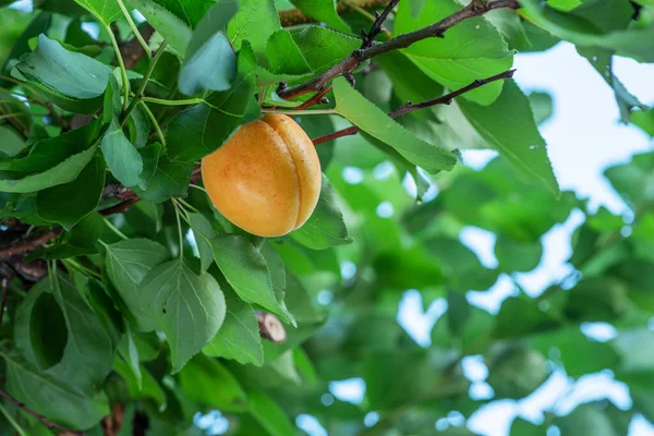 Fruta Damasco Madura Entre Folhagem Verde Damasco — Fotografia de Stock
