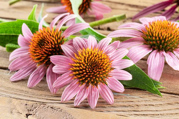 Cabezas Florecientes Flor Equinácea Sobre Fondo Madera Cerca —  Fotos de Stock