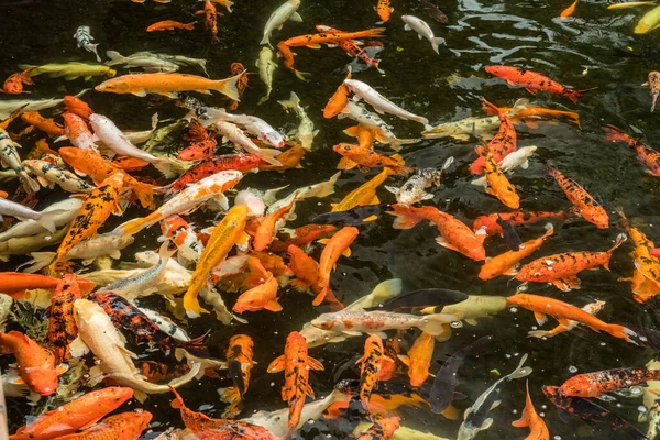 很多色彩艳丽的亚洲鲤鱼在水里游泳 — 图库照片
