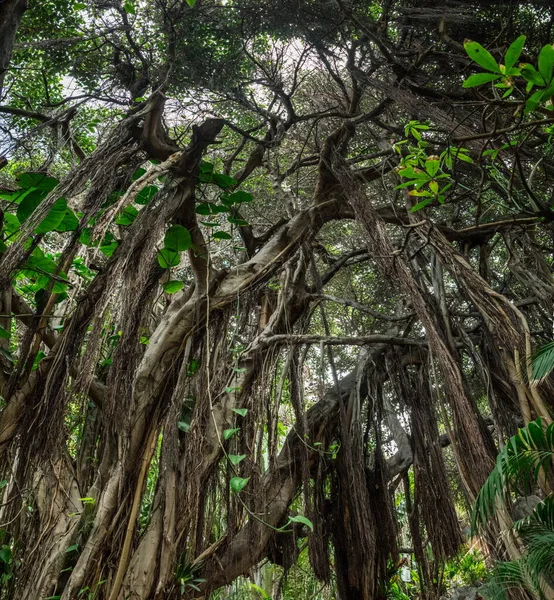 テネリフェ島北部の珍しい形の木の枝 — ストック写真