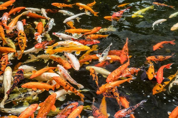 很多色彩艳丽的亚洲鲤鱼在水里游泳 — 图库照片