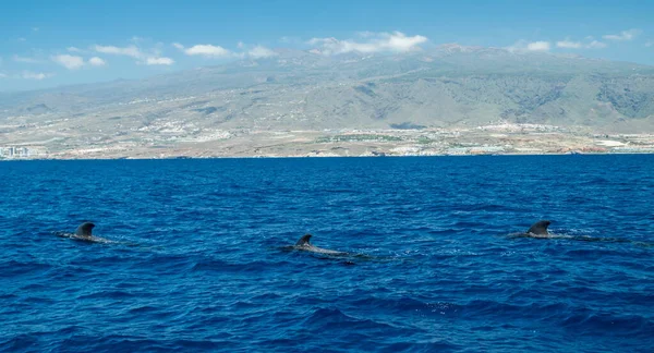 Θέα Στο Νησί Τενερίφη Από Τον Ωκεανό Φάλαινες Πιλότοι Στο — Φωτογραφία Αρχείου