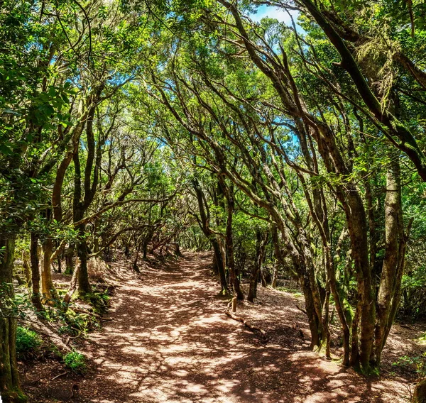 Pohled Ostrov Tenerife Silnice Venkovského Parku Anaga — Stock fotografie