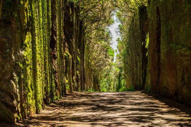 Anaga Kırsal Parkı 'ndaki kayalar arasında alışılmadık ağaç dalları kemer oluşturur. Camino viejo al Pico del Ingls. Tenerife Adası.
