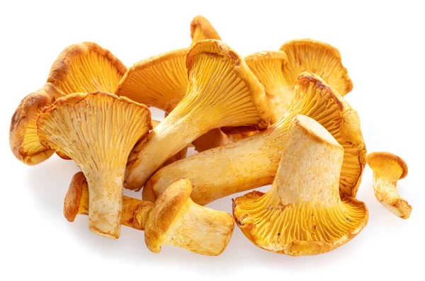 在白色背景上分离出的金黄色的香菇 — 图库照片