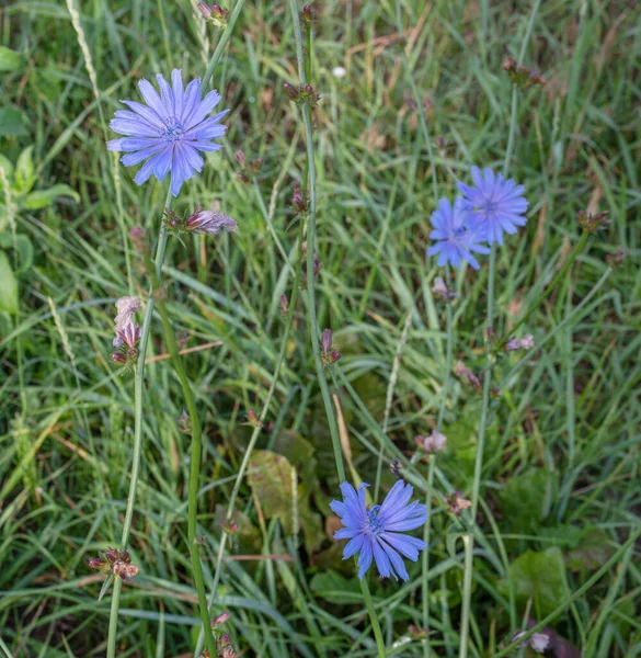 Tikorka Květu Krásné Modré Květy Zblízka Pozadí Přírody — Stock fotografie
