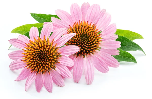 Blühende Sonnenhut Köpfe Oder Echinacea Blume Isoliert Auf Weißem Hintergrund — Stockfoto