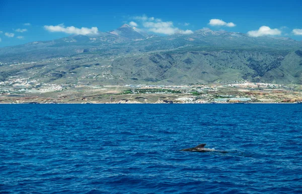 Θέα Στο Νησί Τενερίφη Από Τον Ωκεανό Φάλαινες Πιλότοι Στο — Φωτογραφία Αρχείου