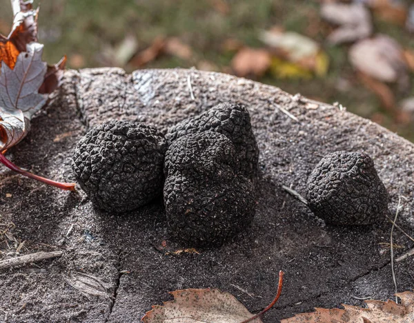 Svart Spiselig Vintertrøfler Trestubben Naturbakgrunn – stockfoto