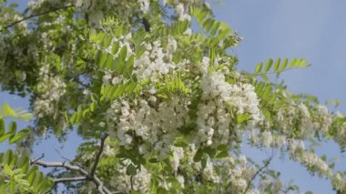 Beyaz akasya çiçekleri güneşli bir yaz gününde bir akasya ağacında.