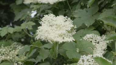 Güneşli bir bahar gününde, bir mürver ağacında çiçek açan kızılcıklar..