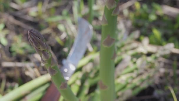 Szparagi Kiełki Polu Szparagów Sezonowe Zbiory — Wideo stockowe