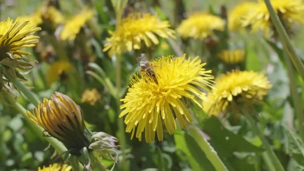 春天阳光灿烂的一天 一只蜜蜂在蒲公英田里为一朵蒲公英花授粉的宏观照片 — 图库视频影像