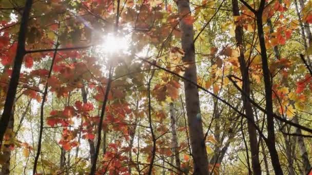 Κίτρινα Και Κόκκινα Φύλλα Βελανιδιάς Βράδυ Ηλιαχτίδες Στο Δάσος Του — Αρχείο Βίντεο