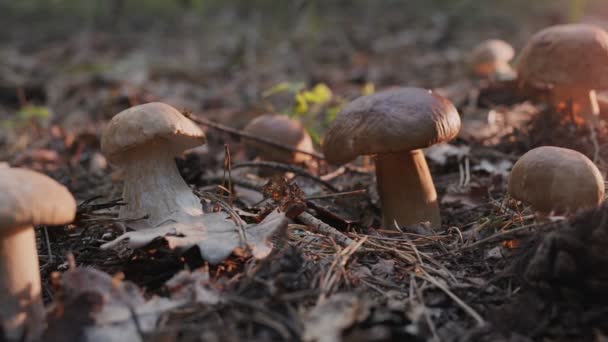 Ripe Porcini Mushrooms Boletus Cep Autumn Forest Shooting Camera Movement — Vídeos de Stock