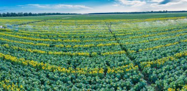 Ayçiçeği tarlasının panoramik görüntüsü. Ayçiçeği kafalarının üst görüntüsü. Fotoğraf insansız hava aracı tarafından çekilmiştir..