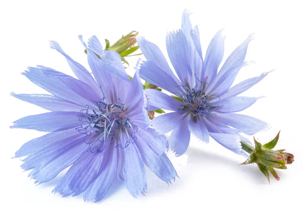 Virágzó Cikórianövény Gyönyörű Kék Virágok Közel Fehér Háttér — Stock Fotó