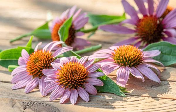 Cabezas Florecientes Flor Equinácea Sobre Fondo Madera Cerca —  Fotos de Stock