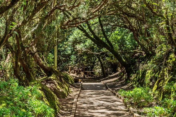 Vista Sull Isola Tenerife Anaga Rural Park Road — Foto Stock