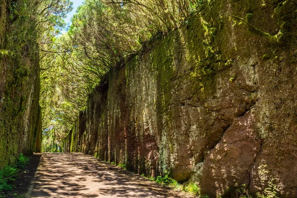 在安纳加农村公园 罕见的树枝在岩石间狭窄的通道上形成拱门 Camino Viejo Pico Del Ingls 特内里费岛 — 图库照片