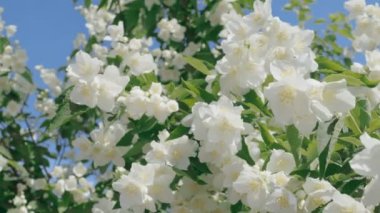 Güneşli bir yaz gününde çalılıklarda yasemin çiçekleri.