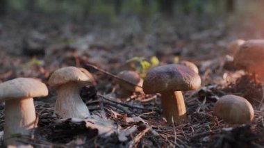 Sonbahar ormanında olgun porcini mantarları (boletus veya cep), mantar toplayıcısının eli mantar bıçağıyla büyük bir porcini mantarını keser.. 
