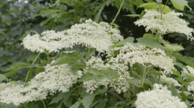 Güneşli bir bahar gününde, bir mürver ağacında çiçek açan kızılcıklar..