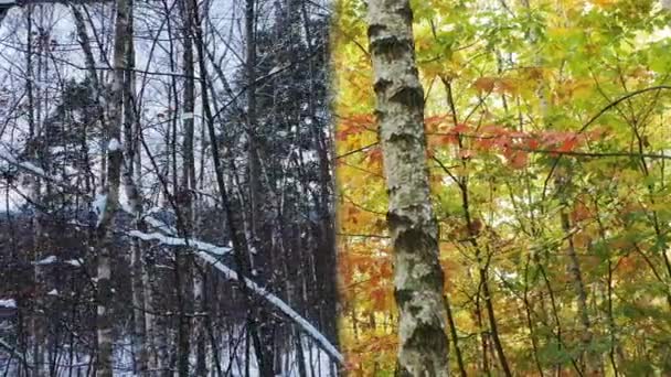 在阳光灿烂的日子里 在白桦林里 季节从秋天变到冬天 摄影机沿森林线横向缓慢运动 — 图库视频影像