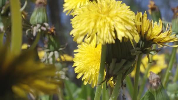 민들레밭을 천천히 곤충들이 날아다닌다 자연의 — 비디오