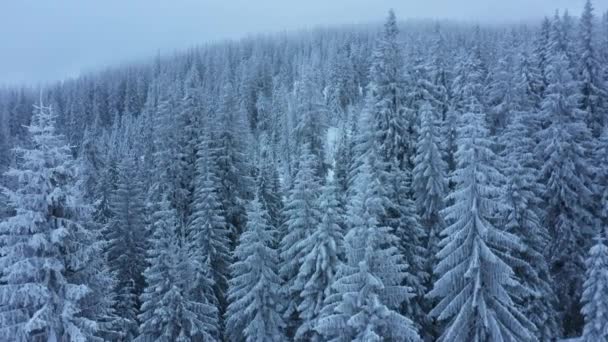 Langzaam Zicht Vanuit Lucht Naar Een Prachtig Besneeuwd Winterbergbos Met — Stockvideo