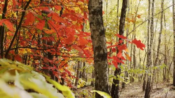 Beautiful Autumn Deciduous Forest Yellow Red Leaves Slow Motion Camera — Stockvideo