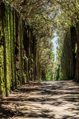 Anaga Kırsal Parkı 'ndaki kayalar arasında alışılmadık ağaç dalları kemer oluşturur. Camino viejo al Pico del Ingls. Tenerife Adası.