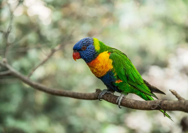 Lorikeet Kokosowy Lub Kolorowa Papuga Siedząca Gałęzi — Zdjęcie stockowe