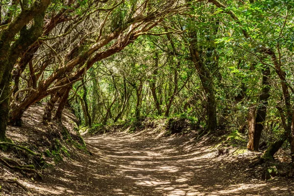 Vista Para Ilha Tenerife Partir Estrada Anaga Rural Park — Fotografia de Stock