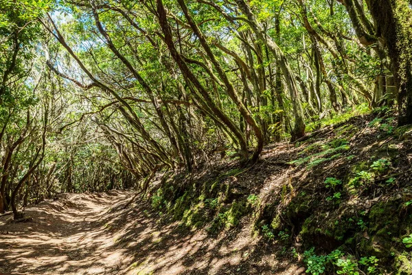 Vue Sur Île Tenerife Depuis Route Anaga Rural Park — Photo