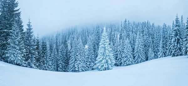 Jedle Pokryté Sněhem Krásné Zimní Panorama — Stock fotografie