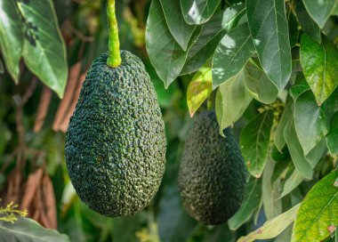 Olgun avokado meyvesi güneşli bir yaz gününde bir avokado ağacında.