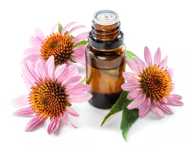 Çiçeklenen kabuksuz başlıklar ve bir şişe ekinezya mor koni yağı beyaz arka planda izole edilmiş.. 