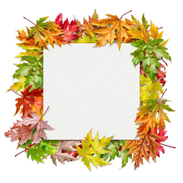 Square Sheet Watercolor Texture Paper Colorful Autumn Maple Leaves Isolated — Stock Photo, Image