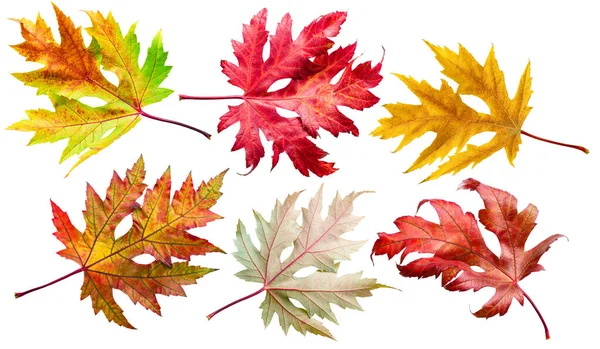 Six Autumn Maple Leaves Different Colors Isolated White Background Clipping — Fotografia de Stock