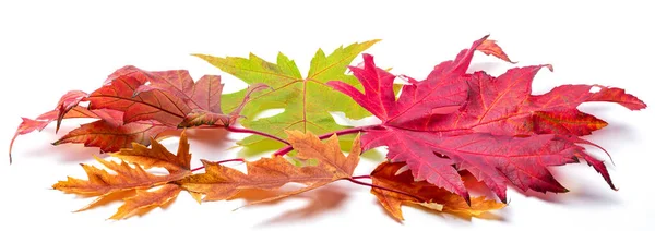 Horizontal Heap Colorful Autumn Maple Leaves Isolated White Background Great — Stockfoto