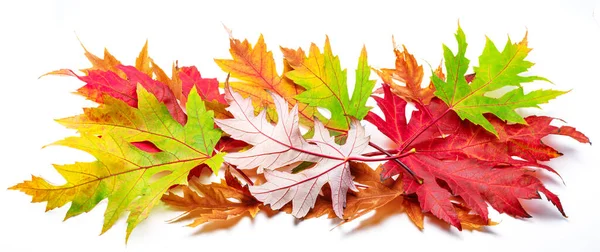 Horizontal Heap Colorful Autumn Maple Leaves Isolated White Background Great — Stockfoto