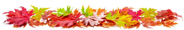 Horizontal Heap Colorful Autumn Maple Leaves Isolated White Background Great — Stock Photo, Image