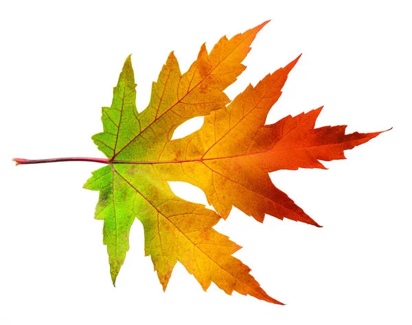One Autumn Maple Leaf Rainbow Colors Isolated White Background Clipping — Fotografia de Stock