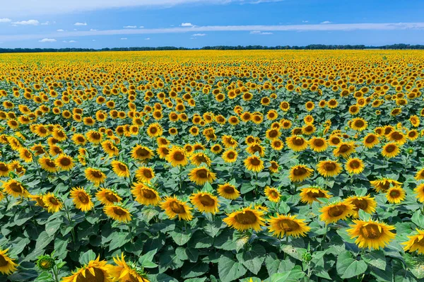 Vue Panoramique Champ Tournesol Ciel Bleu Arrière Plan Têtes Tournesol — Photo