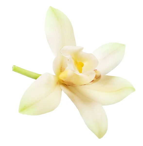 Tender Vanilla Flower Isolated White Background File Contains Clipping Path — Zdjęcie stockowe